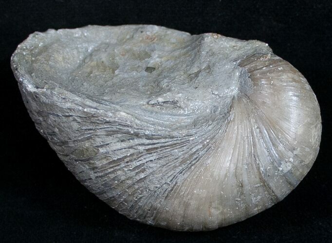 Gryphaea (Devil's Toenail) Fossil Oyster - Jurassic #9906